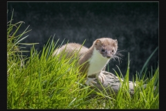 Mustella by Terri Thorpe
