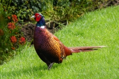 Pheasant by Phil Edwards