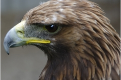 Portrait of White Tailed Eagle by Jeff Moore