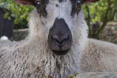 Protrait of a Sheep by Brian Johnson