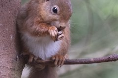 Sciurus Vulgaris by Jeff Moore