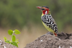 The Barbet by Correen Cetinturk