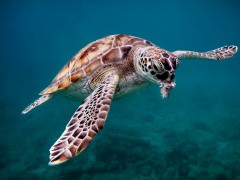 Bajan Green Turtle by Rob Mason