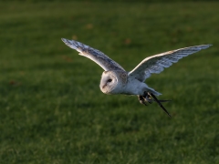 Barm Owl by Dave Rippon