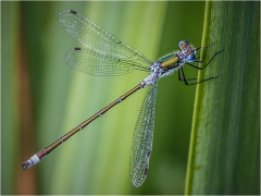 Damselfly by Bob Harper