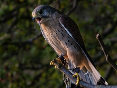 Eurasian Kestrel by Dave Rippon
