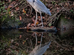 Reflecting on Life by Robert Bishop