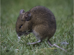Bank Vole (Myodes Gladiolus) by Jeff Moore