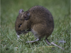 Bank Vole (Myodes Gladiolus) by Jeff Moore