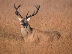 Big Red by Robert Bishop