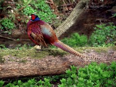 Cock Pheasant in Full Plumage by Roy Lloyd