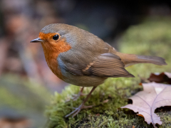Curious Robin by Robert Bishop