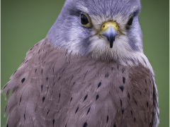 European Kestrel by Jeff Moore