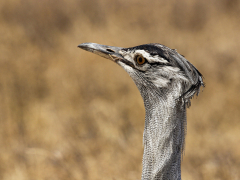 Something in my Teeth by Correen Cetinturk