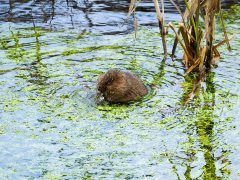 Water Vole Feeding by Roy Lloyd