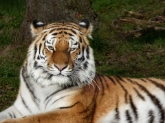 Bengal Tiger by Dave Rippon