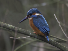 Kingfisher by Jeff Moore