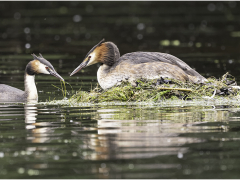 The Nest Builders  by Jeff Moore