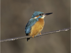 Kingfisher by Jeff Moore