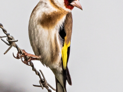Goldfinch On The Wire by John Pickford