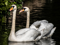 Pair Of Graceful Mute Swans At New Miller Dam by John Pickford