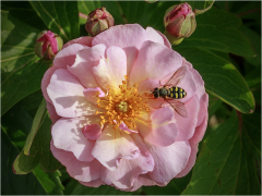 Hover Fly On Flower Head by Bob Harper