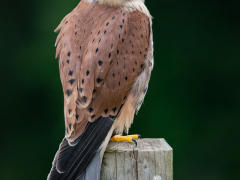 American Kestrel by Dave Rippon
