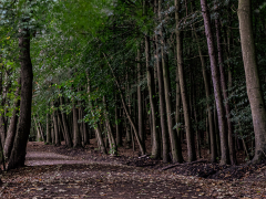 Avenue of Trees by John Pickford