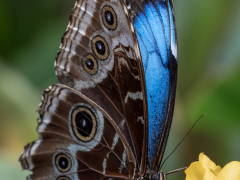 Blue Morpho Butterfly by Robert Bishop