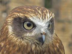 Boobook Owl by Harry Watson