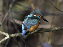 Kingfisher by Jeff Moore