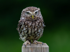 Little Owl by Dave Rippon