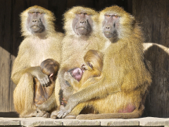 Mothers and Babies by Harry Watson