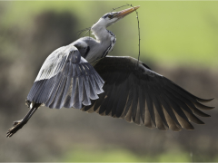 Nest Building by Jeff Moore