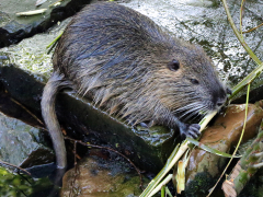 Nutria by Willem Van Herp