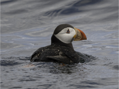 Puffin by Jeff Moore