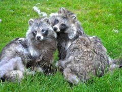 Racoon Dogs by Harry Watson
