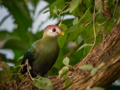 Red Crested Turaco by Robert Bishop