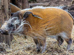 Red River Hog by Dave Rippon