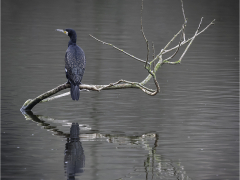 Resting Cormorant by Jeff Moore