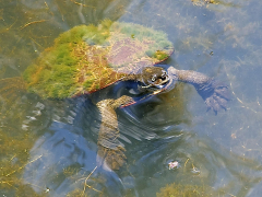 Terrapin by Harry Watson
