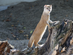 Yellow Mongoose by Willem Van Herp