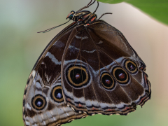 Blue Morpho Butterfly by Robert Bishop