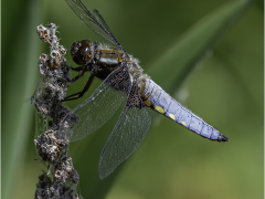 Broad Bodied Chaser by Jeff Moore