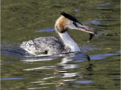 Great Crested Grebe by Jeff Moore
