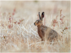 Hare After The Wheat Cut by Karen Smith