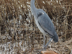 Heron by Paul Coverdale