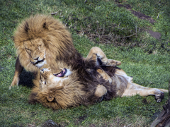 Lions Playing by Dave Rippon