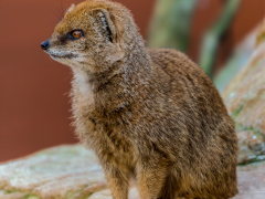 Meerkat by Dave Rippon