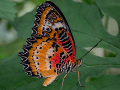 Red Lacewing Butterfly by Robert Bishop
